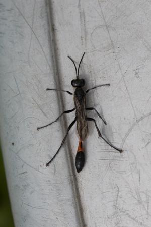 Ammophila sabulosa